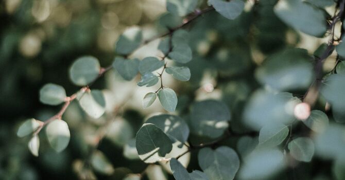 Massage Therapy Student